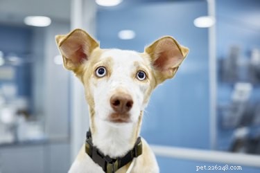 Cryptococcus bij honden:tekenen, oorzaken, diagnose en behandeling
