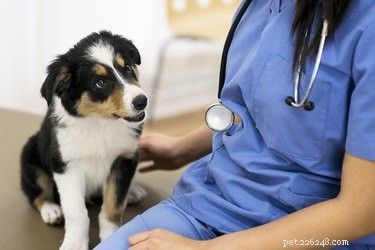 Bartonellainfektion hos hundar:tecken, orsaker och behandling
