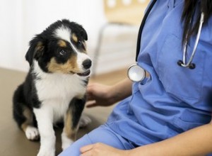 Infection à Bartonella chez le chien :signes, causes et traitement