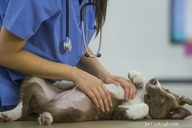Bartonella-infectie bij honden:tekenen, oorzaken en behandeling