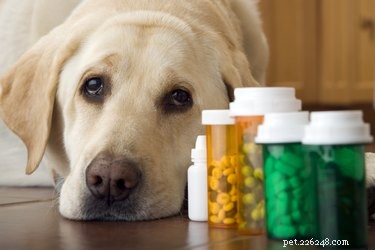 Bartonella-infectie bij honden:tekenen, oorzaken en behandeling