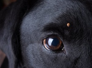Babesia u psů:Příznaky, příčiny, diagnostika, léčba infekce psí babesie