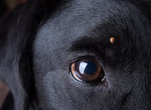 Babesia chez le chien :symptômes, causes, diagnostic, traitement de l infection canine à Babesia