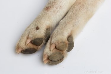 Babesia bij honden:symptomen, oorzaken, diagnose en behandeling van infectie met babesia bij honden
