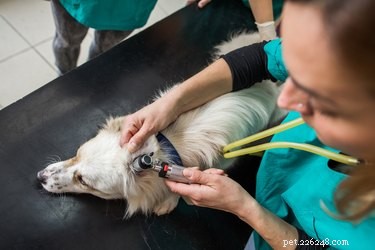 Symtom och behandling av aktinomykos hos hundar 