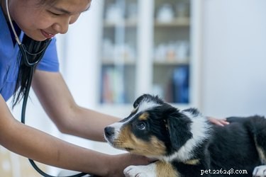 犬の放線菌症の症状と治療 