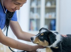 犬の放線菌症の症状と治療 