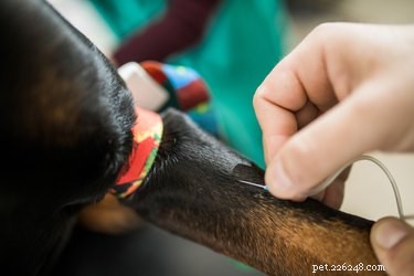 犬の放線菌症の症状と治療 