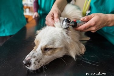 犬のアメーバ症の症状と治療 