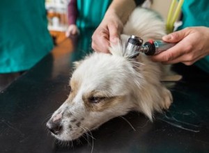 犬のアメーバ症の症状と治療 