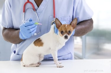 Symtom och behandling av amebiasis hos hundar
