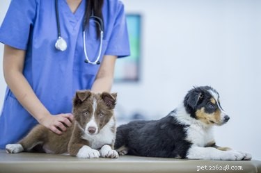 Symtom och behandling av amebiasis hos hundar