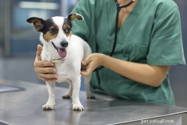 Tekenen en symptomen van tularemie bij honden