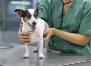 Signes et symptômes de la tularémie chez le chien