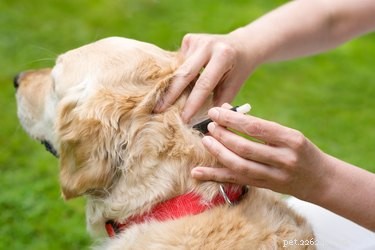 Signes et symptômes de la tularémie chez le chien