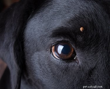 Tekenen en symptomen van tularemie bij honden