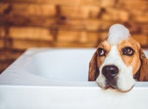 Signes et symptômes de la brucellose chez le chien