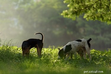 Doença de Chagas em cães