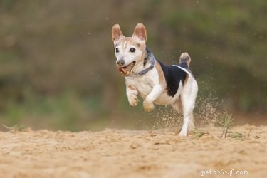 Deformidade óssea e nanismo em cães