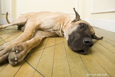 犬のクリプトスポリジウム：症状、徴候、治療、予防