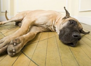 Kryptosporidium u psů:Příznaky, příznaky, léčba a prevence