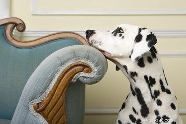 Cryptosporidium hos hundar:symtom, tecken, behandling och förebyggande