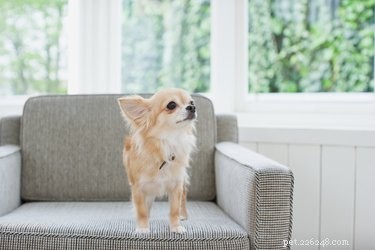 Sintomi e trattamento per la dermatomiosite nei cani
