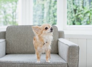 Symptômes et traitement de la dermatomyosite chez le chien