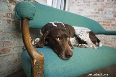 Sintomas e tratamento para dermatomiosite em cães