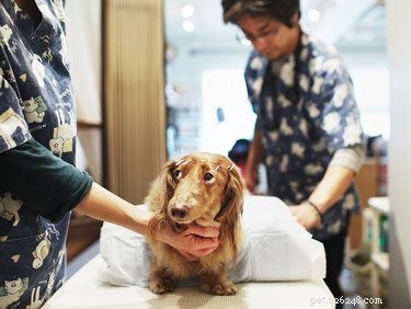犬のライム病の治療と症状 