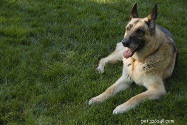 Léčba a příznaky lymské boreliózy u psů