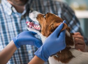 犬の糸球体腎炎 