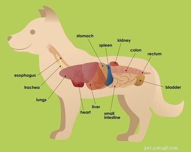 Glomerulonefritis bij honden
