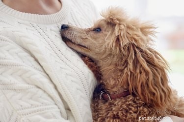개가 우리 감정의 냄새를 맡을 수 있습니까?