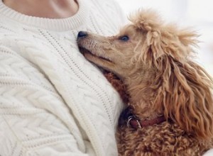 Cítí psi naše emoce?