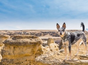 Peste chez les chiens