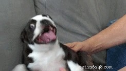 Varför gillar inte min hund att bli klappad?