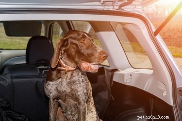 Oorzaken en behandeling van reisziekte bij honden
