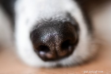 犬は人間のガンの匂いを嗅ぐことができますか？ 