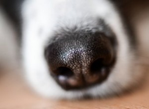 犬は人間のガンの匂いを嗅ぐことができますか？ 