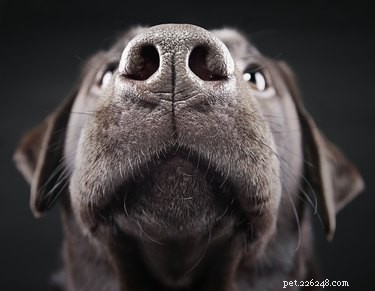 개가 인간의 암 냄새를 맡을 수 있습니까?