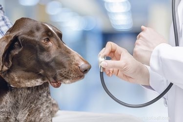 Kan hundar lukta cancer hos människor?