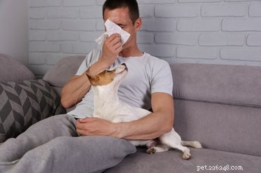 Meu cachorro pode pegar meu resfriado?