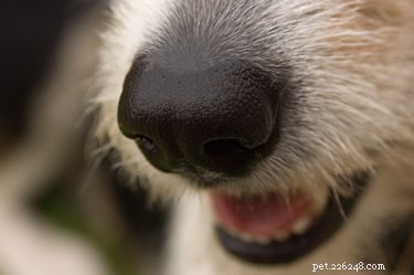 Stinkt er iets naar een hond?