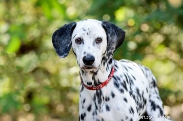Waarom zijn sommige honden met een witte vacht doof?