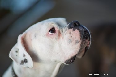Varför är vissa vitpälsade hundar döva?