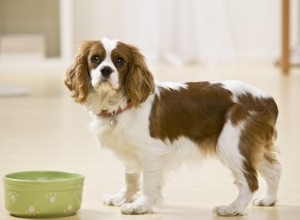왜 우리 강아지는 집에 있을 때만 음식을 먹나요?