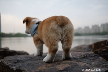 개가 자신의 엉덩이를 핥는 이유는 무엇입니까?