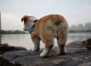 Perché i cani si leccano il sedere?