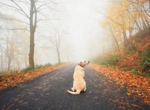 Что делать, если предыдущий владелец хочет вернуть свою собаку